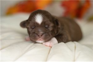 Stan - Shih Tzu for sale