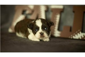 Brody - Shih Tzu for sale