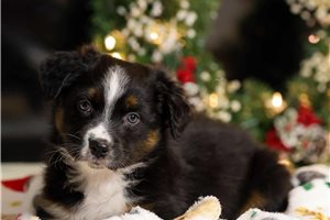 Hendrick - Australian Shepherd for sale
