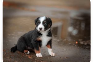 Heidi - Australian Shepherd for sale
