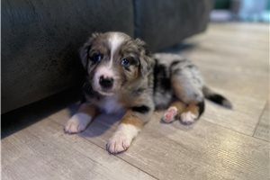 Butter - puppy for sale