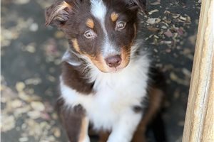 Camille - Australian Shepherd for sale