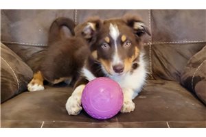 Camille - Australian Shepherd for sale