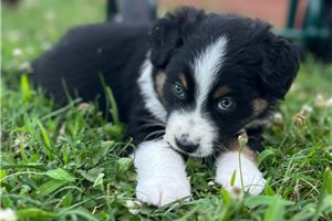 Destiny - puppy for sale