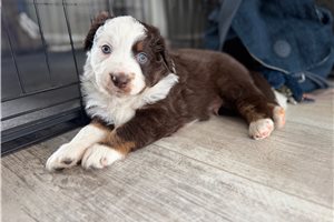 Benson - puppy for sale