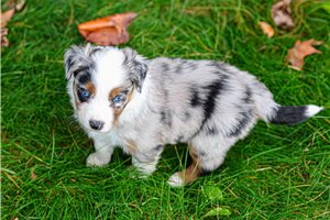 Hyde - Australian Shepherd for sale