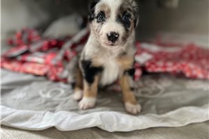 Cheddar - puppy for sale