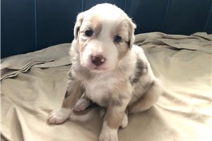 Brie - puppy for sale