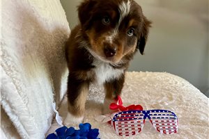 Champ - puppy for sale