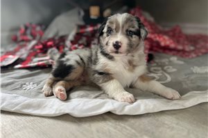 Buster - puppy for sale