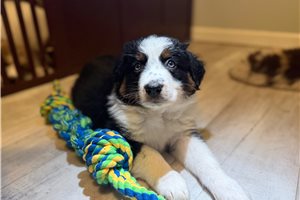 Benjamin - Australian Shepherd for sale
