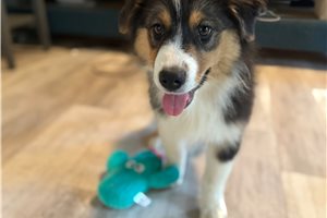 Emma - Australian Shepherd for sale