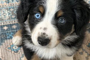 Caiden - puppy for sale