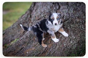 Hermes - Australian Shepherd for sale