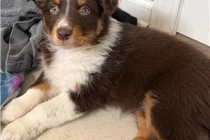 Camille - puppy for sale