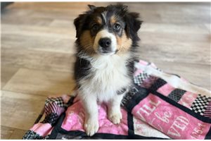 Emma - Australian Shepherd for sale