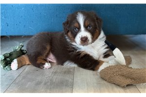 Lennon - Australian Shepherd for sale