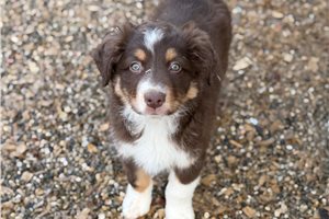 Boone - puppy for sale