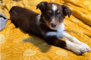 Camille - Australian Shepherd for sale