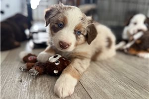 Bella - Australian Shepherd for sale