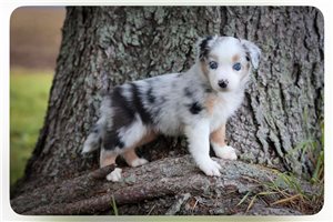 Hera - Australian Shepherd for sale