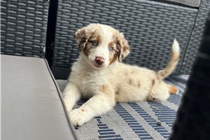 Amigo - Australian Shepherd for sale
