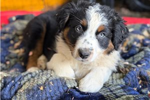 Benjamin - Australian Shepherd for sale