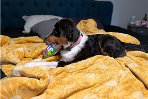 Gianna - Australian Shepherd for sale