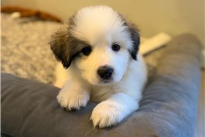 Daisy - puppy for sale