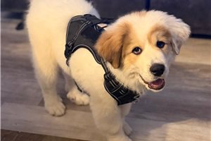 Drake - Great Bernese for sale