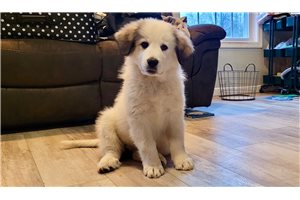 Daisy - Great Bernese for sale