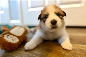 Dylan - puppy for sale