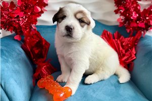 Drake - puppy for sale