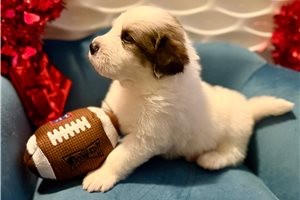 Damien - Great Bernese for sale