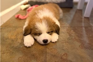 Denise - puppy for sale