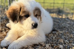 Drake - Great Bernese for sale