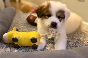 Drake - puppy for sale