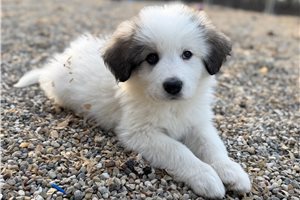 Daisy - Great Bernese for sale