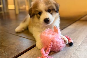 Dylan - puppy for sale