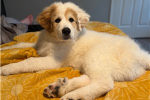 Drake - Great Bernese for sale