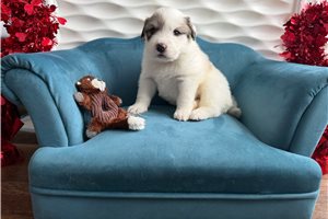 Drew - puppy for sale