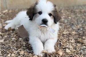 Damien - Great Bernese for sale