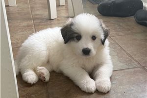 Daisy - Great Bernese for sale