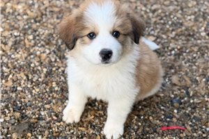 Denise - Great Bernese for sale