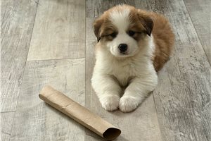 Denise - puppy for sale