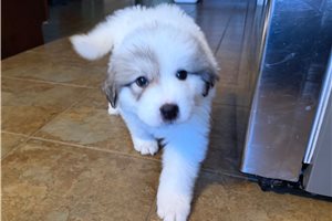 Drew - puppy for sale