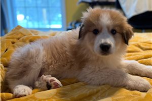 Dylan - Great Bernese for sale