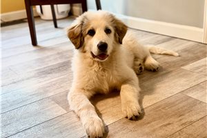 Daisy - Great Bernese for sale