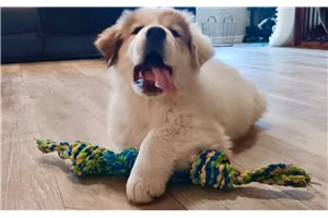 Drake - Great Bernese for sale