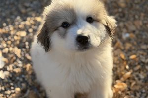 Drew - Great Bernese for sale